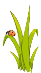 Coccinelle sur brin d-herbe - Ladybird on blade of grass.